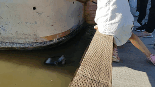 Sea Lion Drags Little Girl Underwater, And The Whole Terrifying Scene Is Captured On Cam