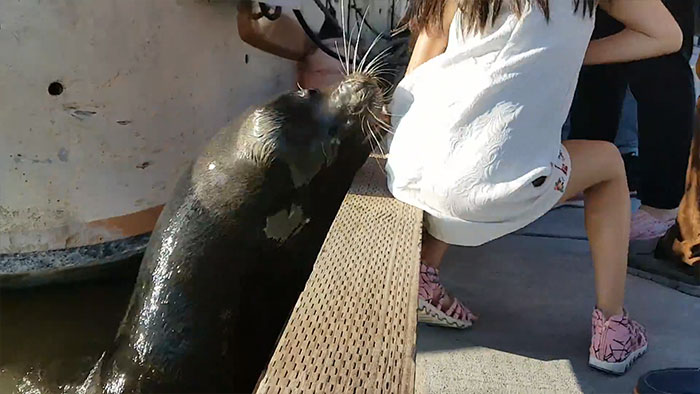Sea Lion Drags Little Girl Underwater, And The Whole Terrifying Scene Is Captured On Cam Sea Lion Drags Little Girl Underwater, And The Whole Terrifying Scene Is Captured On Cam