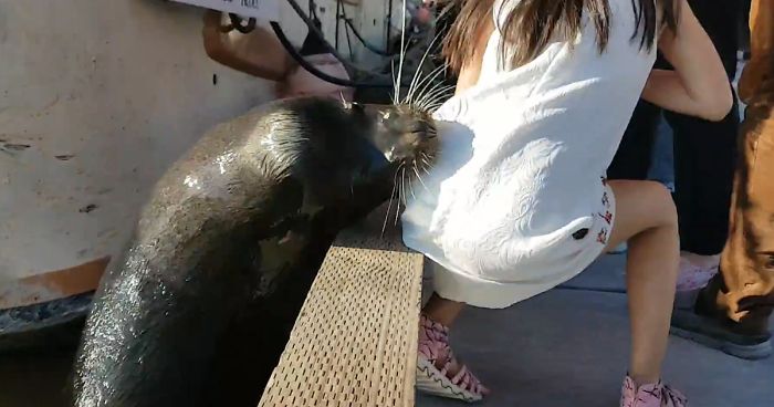 Sea Lion Drags Little Girl Underwater, And The Whole Terrifying Scene Is Captured On Cam