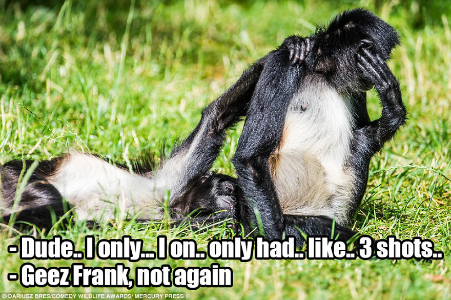 Saw The Winners Of The ‘Comedy Wildlife Photography Awards’ And Had To Add Some Captions Saw The Winners Of The ‘Comedy Wildlife Photography Awards’ And Had To Add Some Captions