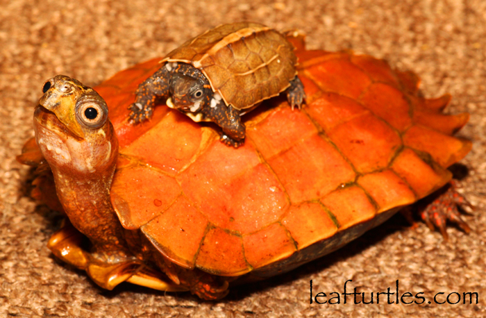 Black-breasted Leaf Turtle