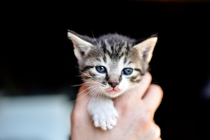 Home Is Where Your Cat Is.