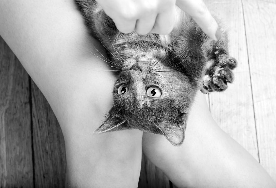 Home Is Where Your Cat Is.