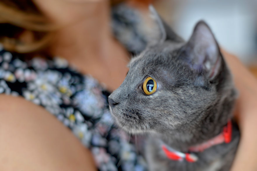 Home Is Where Your Cat Is.