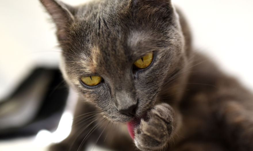 Home Is Where Your Cat Is.