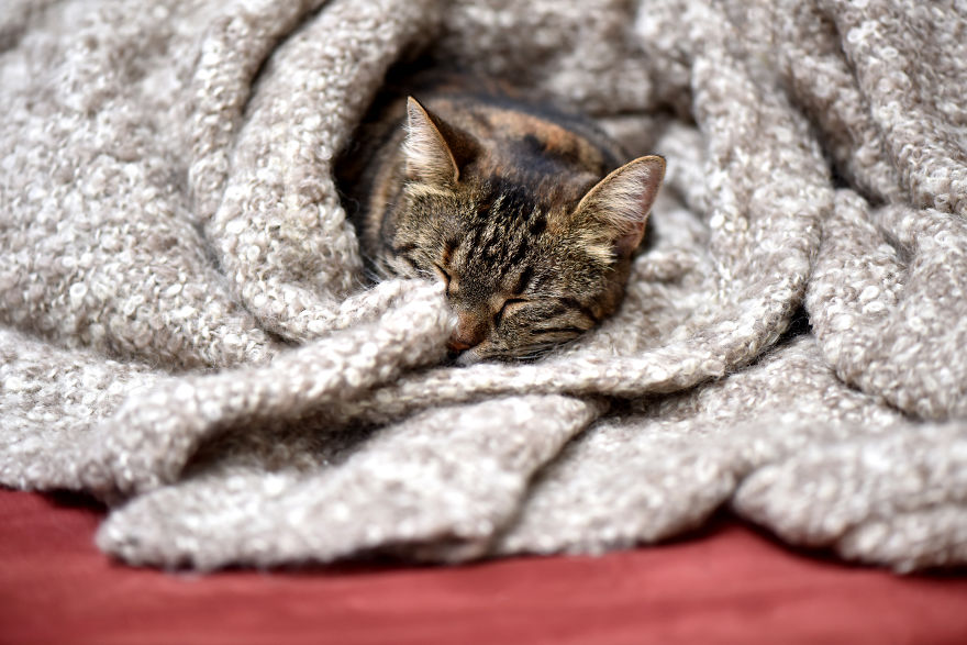 Home Is Where Your Cat Is.