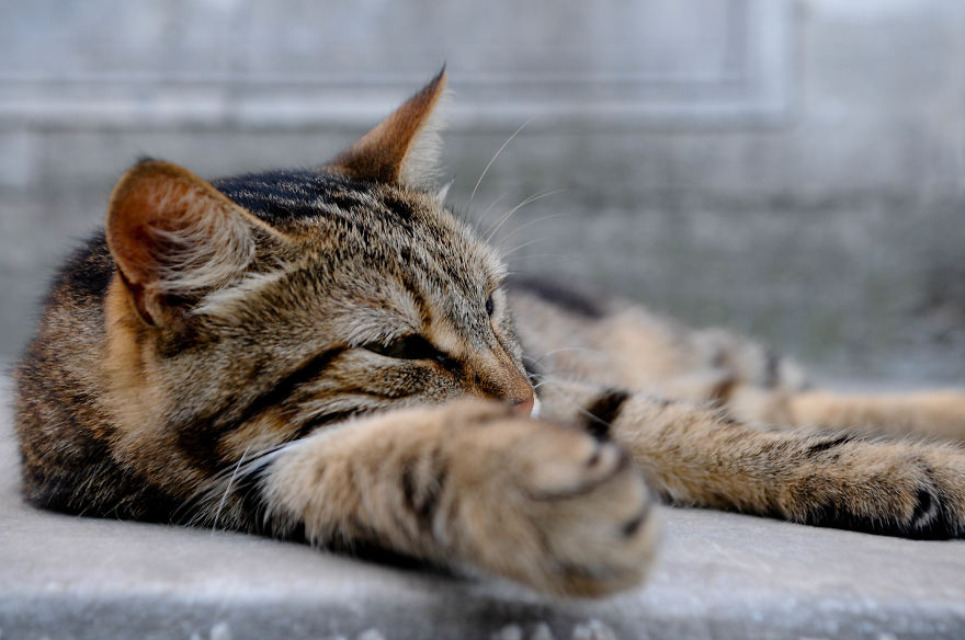 Home Is Where Your Cat Is.