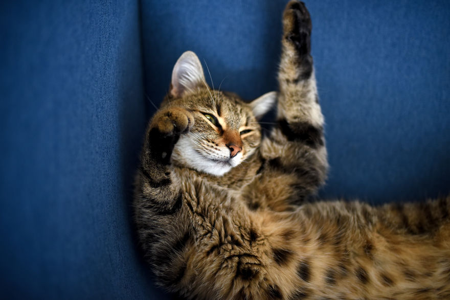 Home Is Where Your Cat Is.