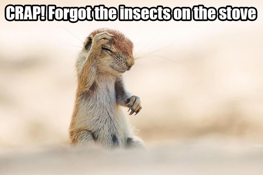 Saw The Winners Of The ‘Comedy Wildlife Photography Awards’ And Had To Add Some Captions Saw The Winners Of The ‘Comedy Wildlife Photography Awards’ And Had To Add Some Captions