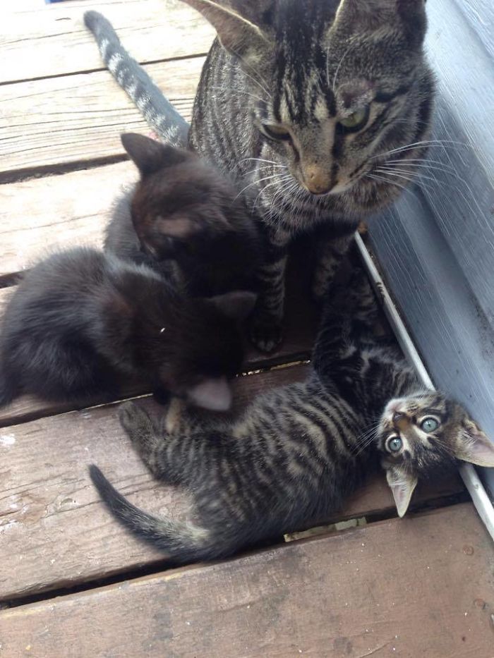 Father And Son Showed Some Love To A Stray Cat, Next Day She Came Back With A Surprise Father And Son Showed Some Love To A Stray Cat, Next Day She Came Back With A Surprise
