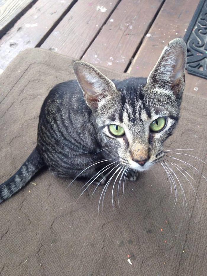 Father And Son Showed Some Love To A Stray Cat, Next Day She Came Back With A Surprise Father And Son Showed Some Love To A Stray Cat, Next Day She Came Back With A Surprise