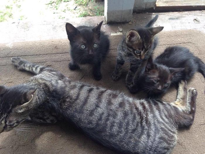 Father And Son Showed Some Love To A Stray Cat, Next Day She Came Back With A Surprise Father And Son Showed Some Love To A Stray Cat, Next Day She Came Back With A Surprise