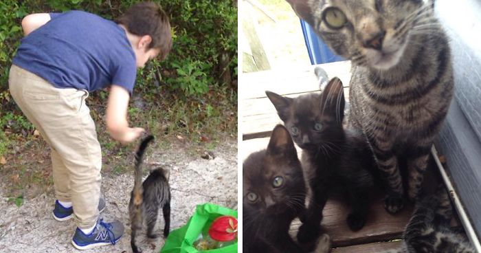 Father And Son Showed Some Love To A Stray Cat, Next Day She Came Back With A Surprise