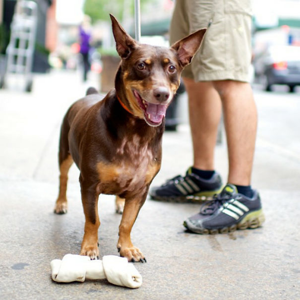 Corgi mix dog on a walk, standing on a sidewalk with a chew toy in front of it.