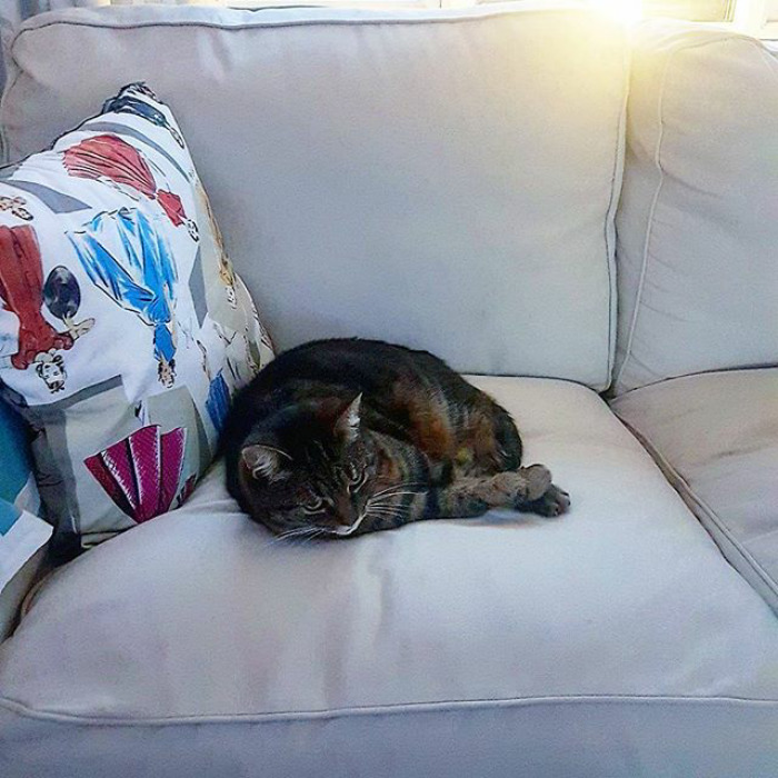 I Have Said It Before, I Don't Own A Cat