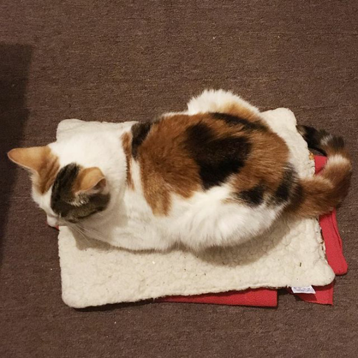 But Just In Case Anyone Was Wondering, We Still Don't Have A Cat