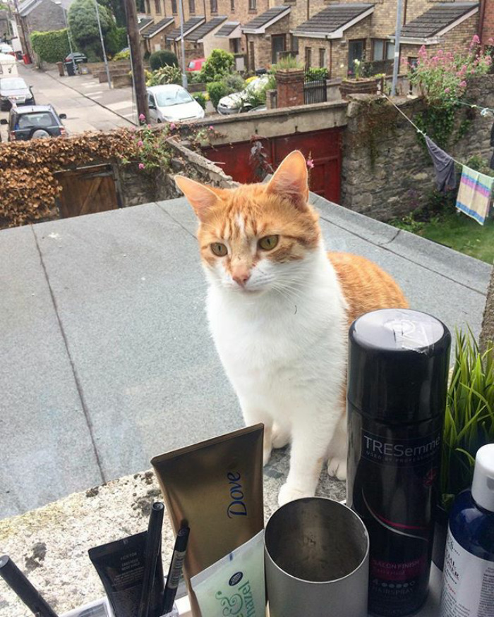 Yes, Hello Sir, I Was Wondering If You Had Time To Talk About Your Home Insurance Provider?