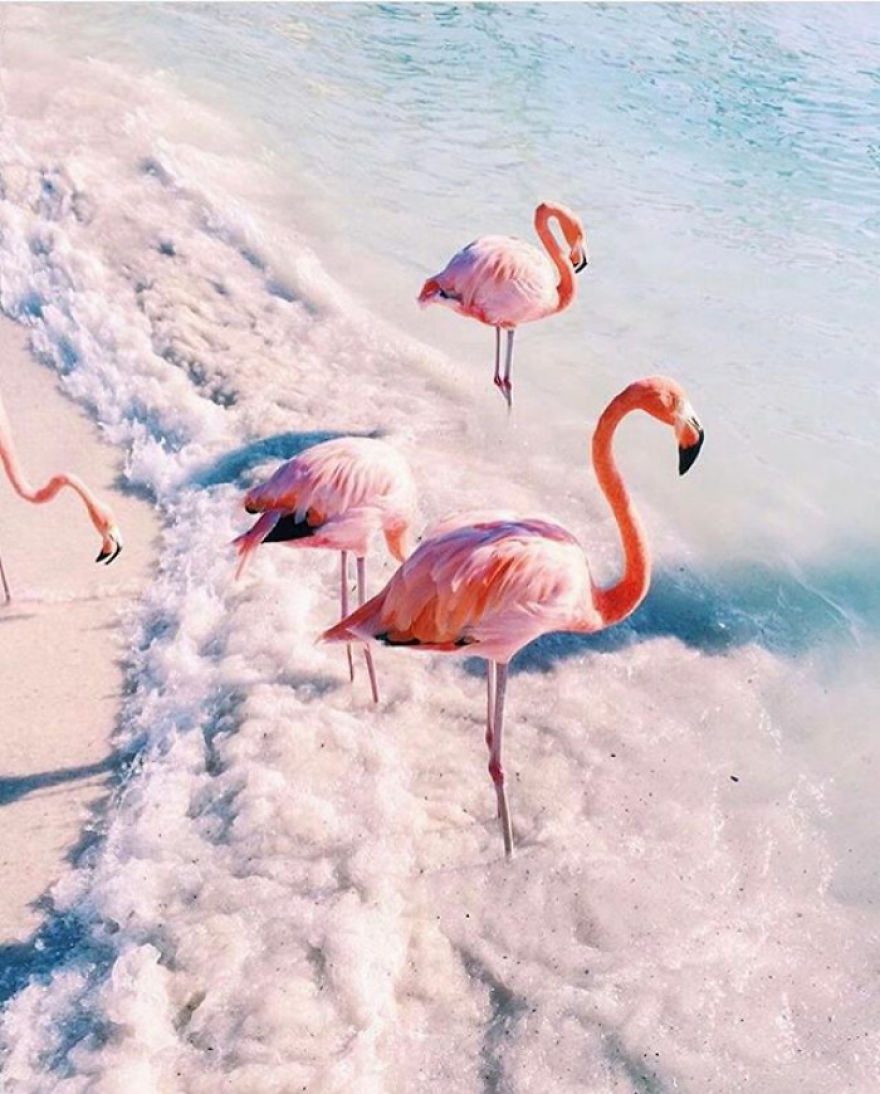 Pink-flamingo-day-2017