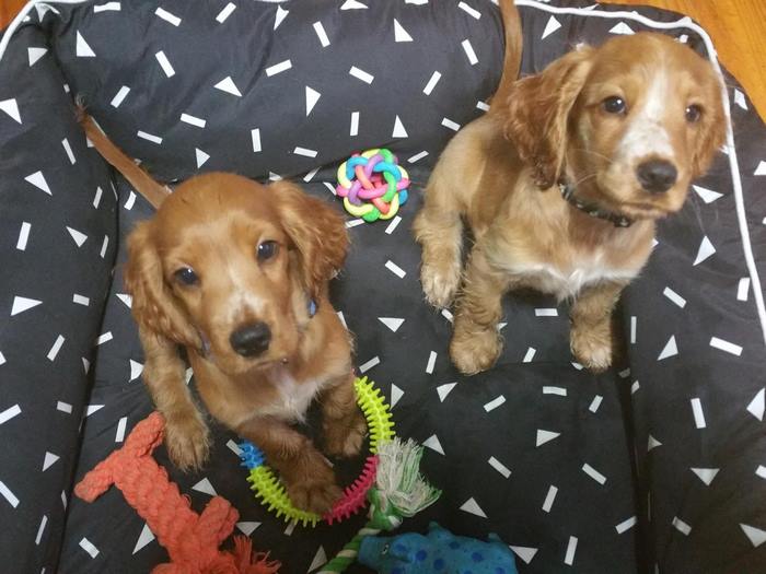 trusted-housesitters-site-travel-world-take-care-pets-13