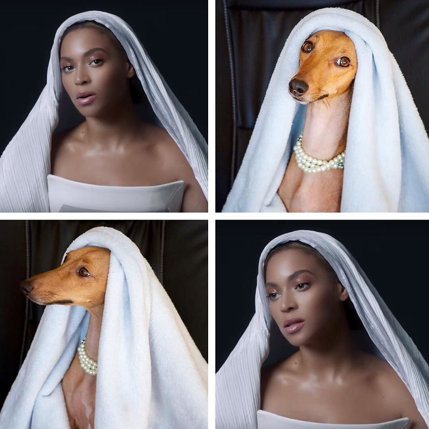 Who Wore It Better: Celebrity Dog Edition! Who Wore It Better: Celebrity Dog Edition!