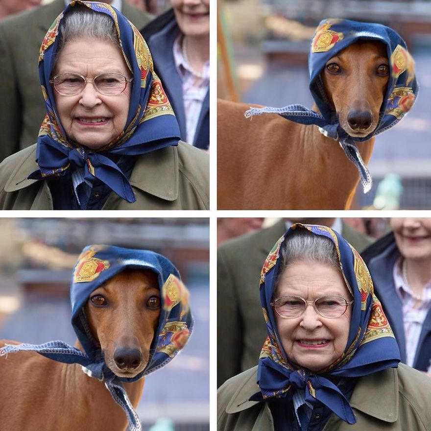 Who Wore It Better: Celebrity Dog Edition! Who Wore It Better: Celebrity Dog Edition!