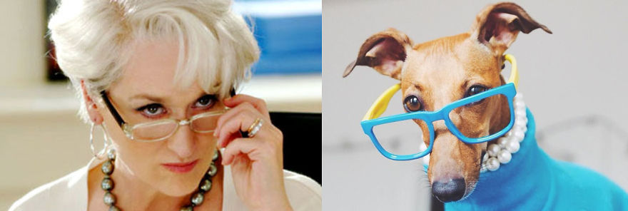 Who Wore It Better: Celebrity Dog Edition! Who Wore It Better: Celebrity Dog Edition!