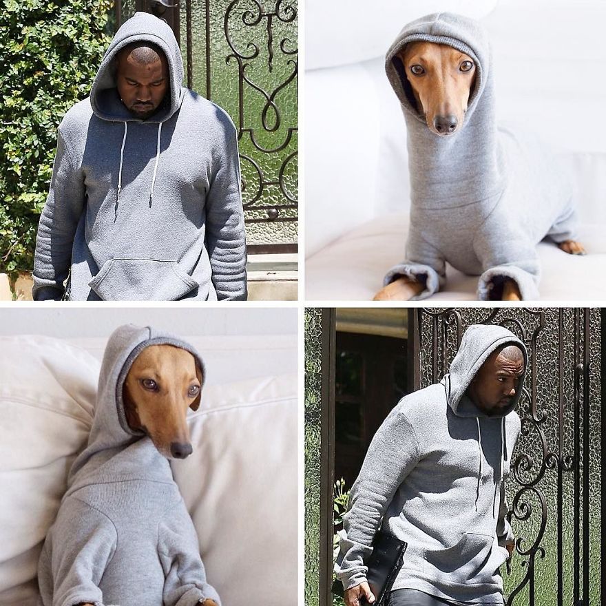 Who Wore It Better: Celebrity Dog Edition! Who Wore It Better: Celebrity Dog Edition!