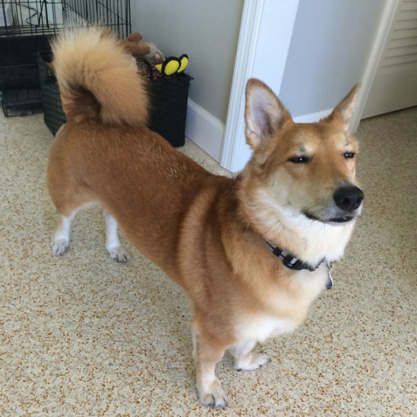 Corgi mixed breed dog with a fluffy tail standing on a speckled floor, looking content.
