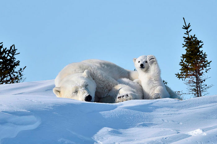 waving-polar-bear-photoshop-battle-2