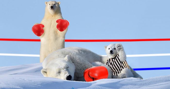 Polar Bear Cub Waves To Say ‘Hi’ To The Photographer, Inspires A Hilarious Photoshop Battle