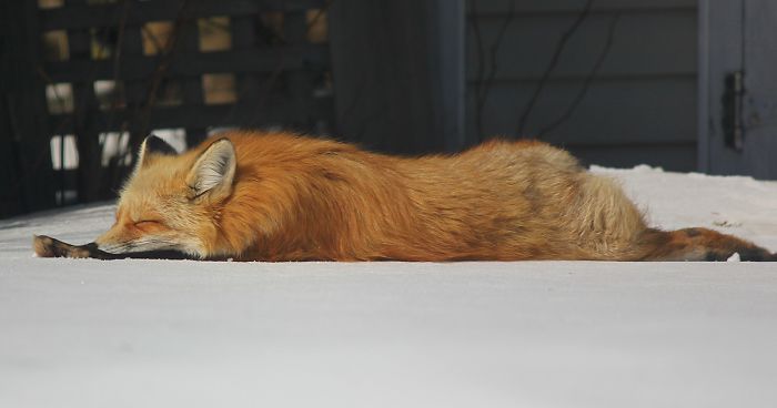 Meet Zorro The Fox Who Visits Me Every Day For The Last 3 Winters
