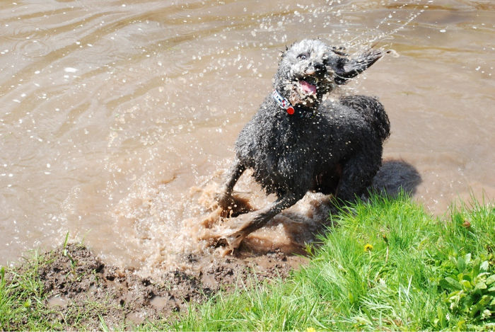 My Dog Loves Mud! Look At His Face!