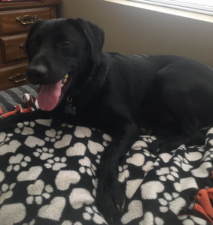 yearbook-dog-photo-aplha-andrew-schalk-2 yearbook-dog-photo-aplha-andrew-schalk-2