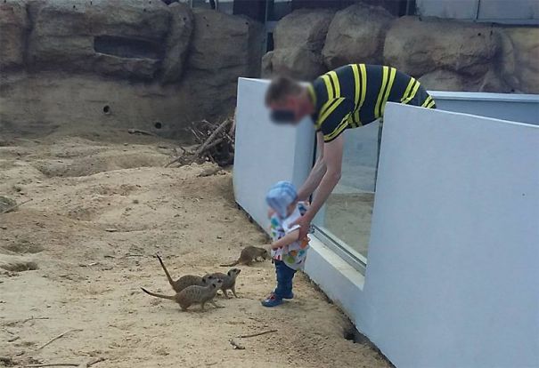 zoo-zamoC59BC487-ojciec-surykatki-770x527.jpg
