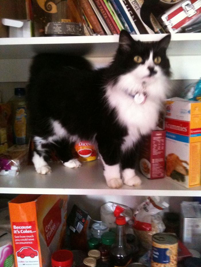 She Knows There Is Food In Here. Little Theif