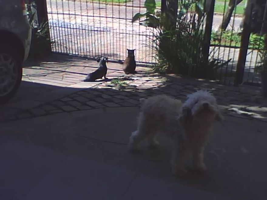 My Family And I Were Adopting Rescued Pets Since 2009 And This Is What We Got