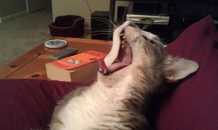 This Is Milo In The Middle Of A Yawn (he Was In My Lap On A Pillow)...