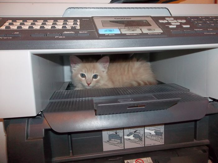 Mom, Where's The Mouse?