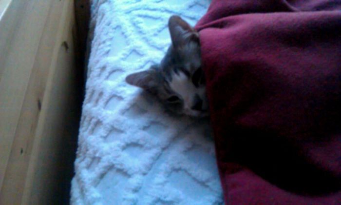 ...and This Is Milo Finding The Perfect Spot To Sleep In....