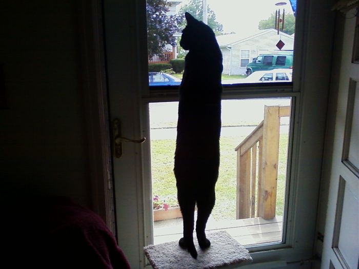 Sebastian Waiting To Growl At The Mailman.