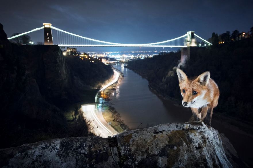 Red Fox, Bristol, Uk