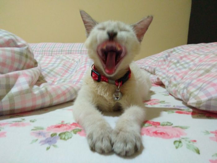 Milky's Yawning
