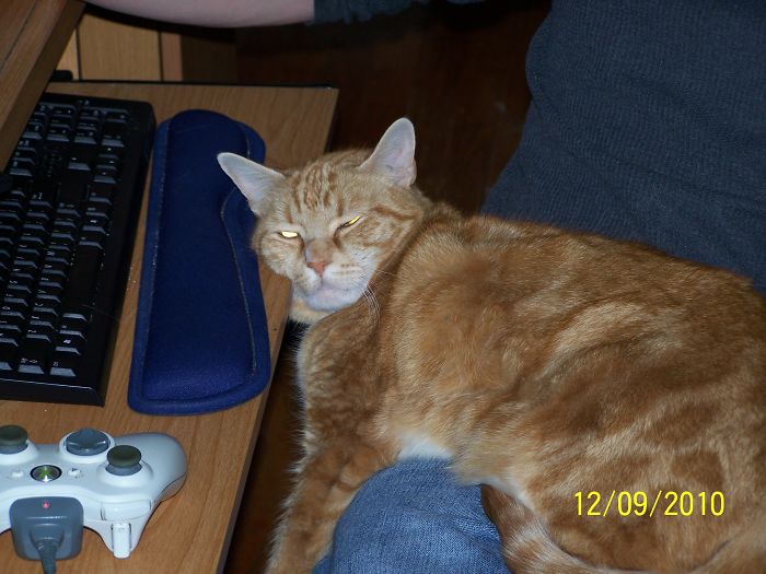 Snarf Using Keyboard Drawer As A Pillow