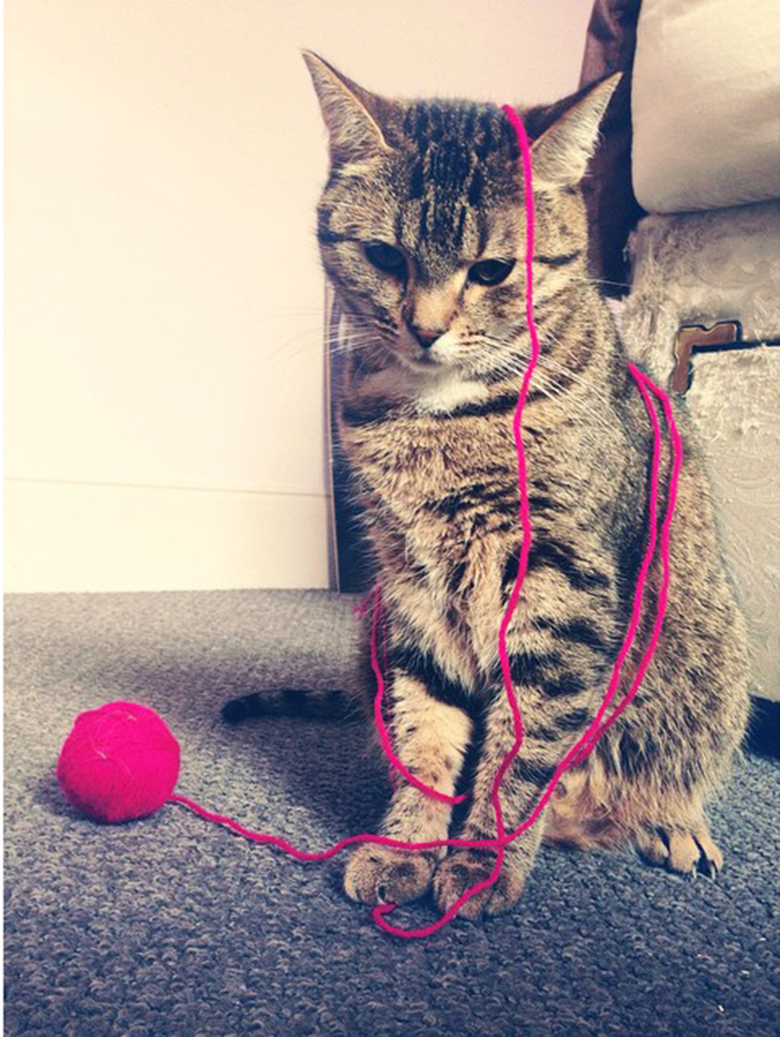 Dexter The Cat Having An Existential Crisis