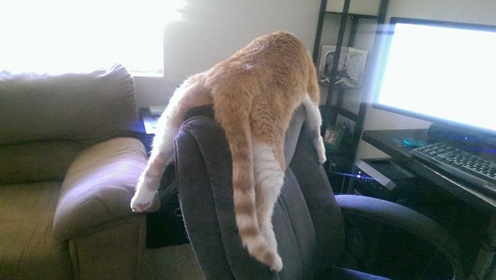 He Sleeps Like This... Straddling The Office Chair.