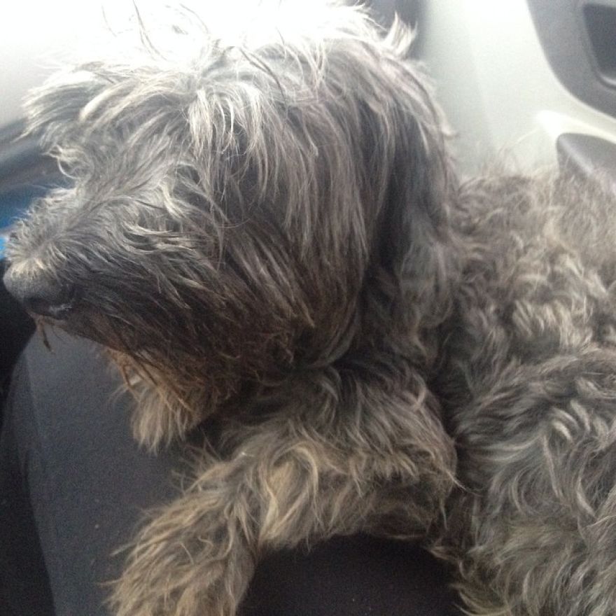 My Family And I Were Adopting Rescued Pets Since 2009 And This Is What We Got My Family And I Were Adopting Rescued Pets Since 2009 And This Is What We Got