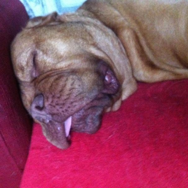 Stella Doing A Little Nap After A Fun Day Out, Isn't She A True Lady? :d