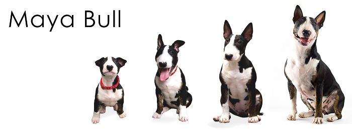 Maya - Bull Terrier From Brazil