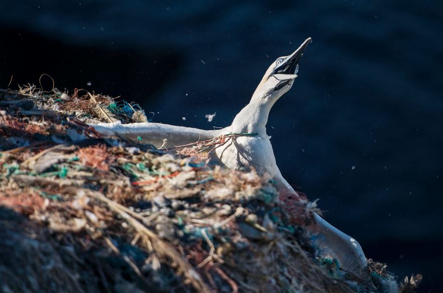 A Gannet, Wales, Uk