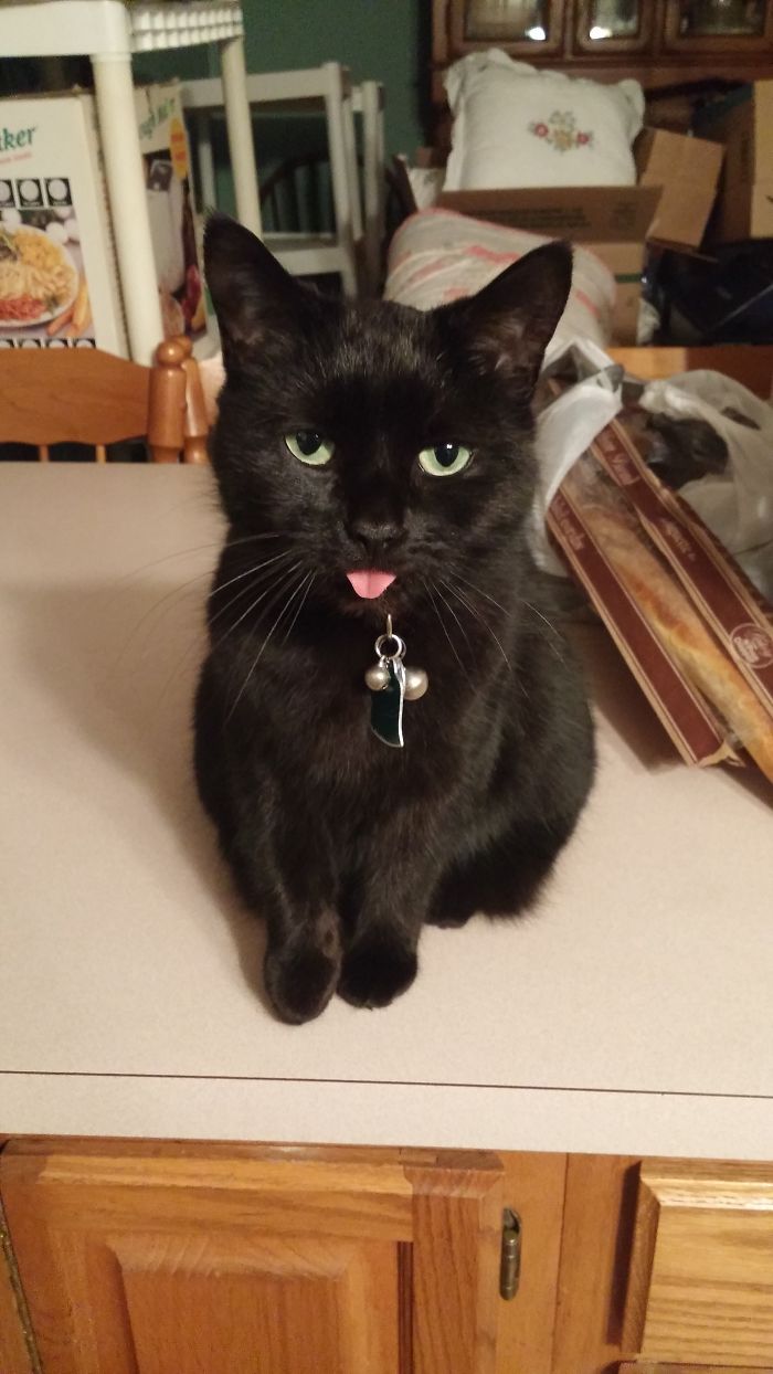 My Cats Parents Do This, I Guess They Passed It On